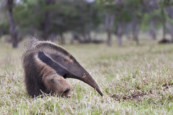South America, Brazil, Mato Grosso do Sul, near Bonito, giant anteater, Myrmecophaga tridactyl
