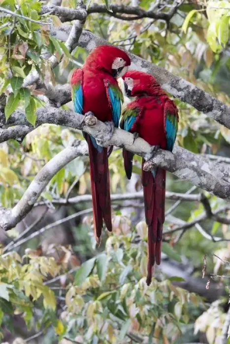 Framed Print : South America, Brazil, Mato Grosso do Sul, Jardim, Sinkhole of the Macaws, red-and-green macaw
