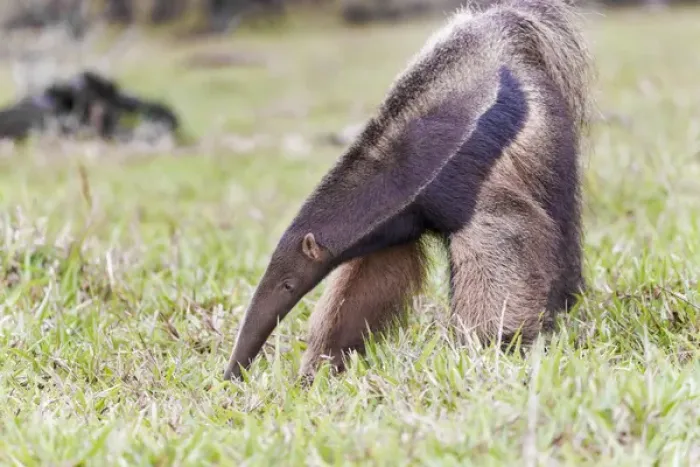 Framed Print : South America, Brazil, Mato Grosso do Sul, near Bonito, giant anteater, Myrmecophaga tridactyl