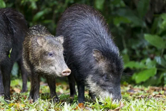 Framed Print : South America, Brazil, Mato Grosso do Sul, white-lipped peccary, Tayassu pecari Framed Print : South America, Brazil, Mato Grosso do Sul, white-lipped peccary, Tayassu pecari