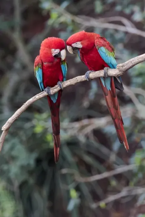 Framed Print : South America, Brazil, Mato Grosso do Sul, Jardim, Sinkhole of the Macaws, red-and-green macaw
