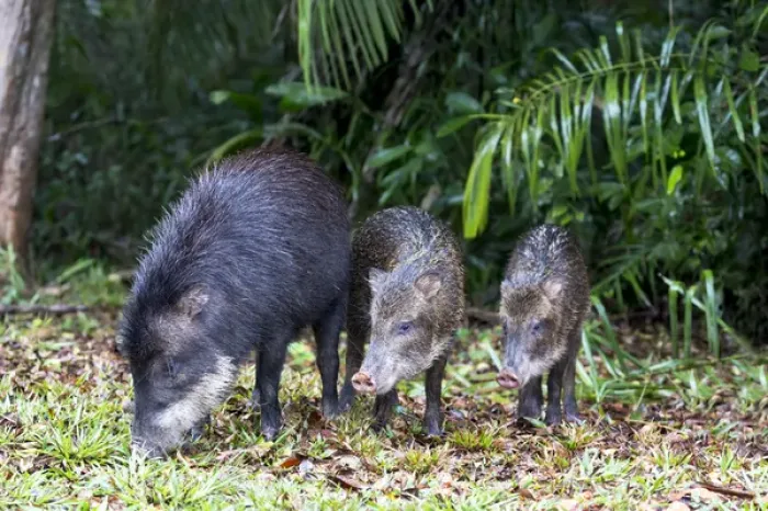 Framed Print : South America, Brazil, Mato Grosso do Sul, white-lipped peccary, Tayassu pecari
