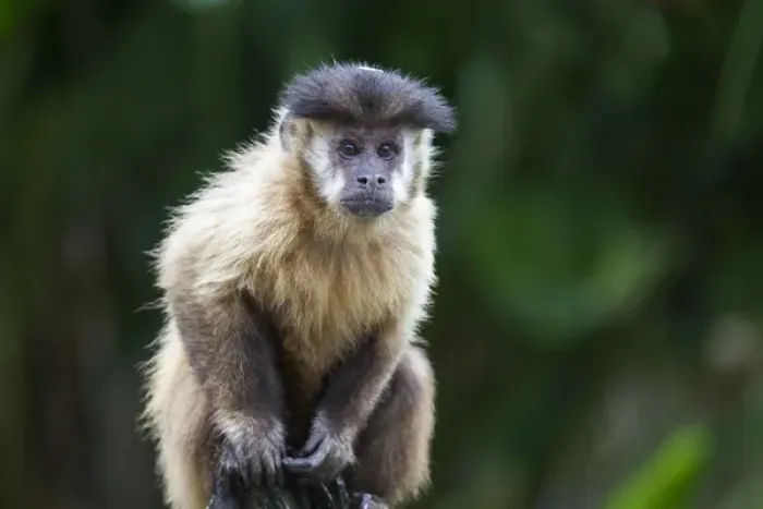 Framed Print : South America, Brazil, Mato Grosso do Sul, Bonito, brown capuchin monkey, Cebus apella