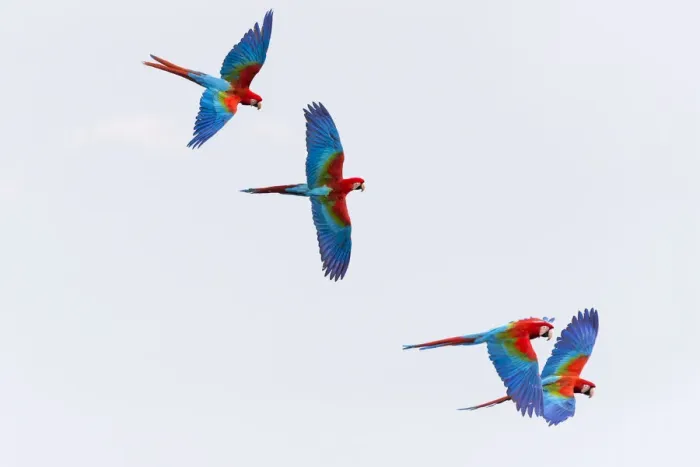 Framed Print : South America, Brazil, Mato Grosso do Sul, Jardim, Sinkhole of the Macaws, red-and-green macaw Framed Print : South America, Brazil, Mato Grosso do Sul, Jardim, Sinkhole of the Macaws, red-and-green macaw