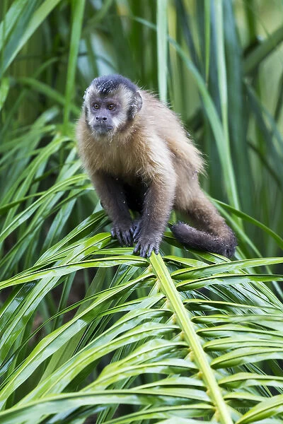 South America, Brazil, Mato Grosso do Sul, Bonito, brown capuchin monkey, Cebus apella