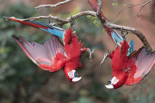 South America, Brazil, Mato Grosso do Sul, Jardim, Sinkhole of the Macaws, red-and-green macaw