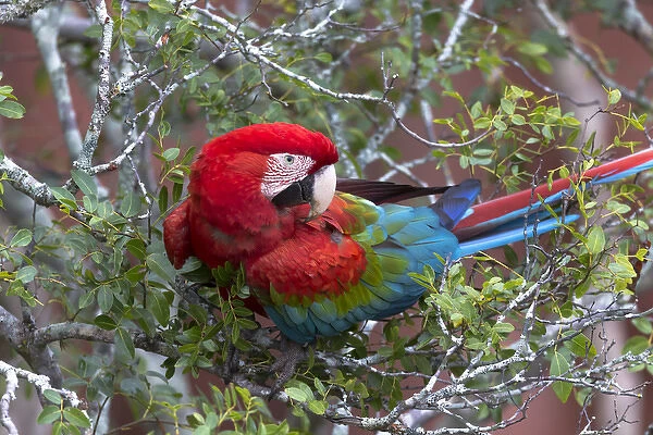 South America, Brazil, Mato Grosso do Sul, Jardim, Sinkhole of the Macaws, red-and-green macaw