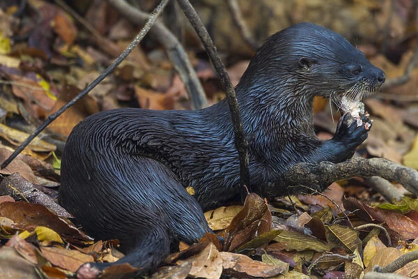 South America. Brazil. Neotropical river otter (Lontra longicaudis), as commonly