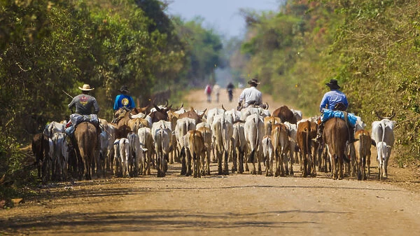 South America. Brazil. Panateros, Brazilian cowboys, drive cattle along the Rodovia Transpanateira
