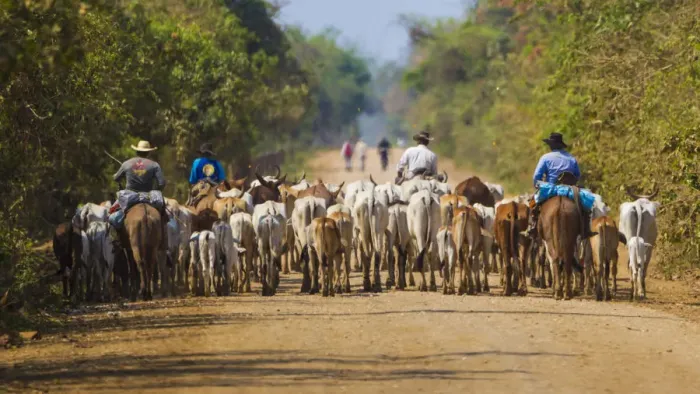 Framed Print : South America. Brazil. Panateros, Brazilian cowboys, drive cattle along the Rodovia Transpanateira