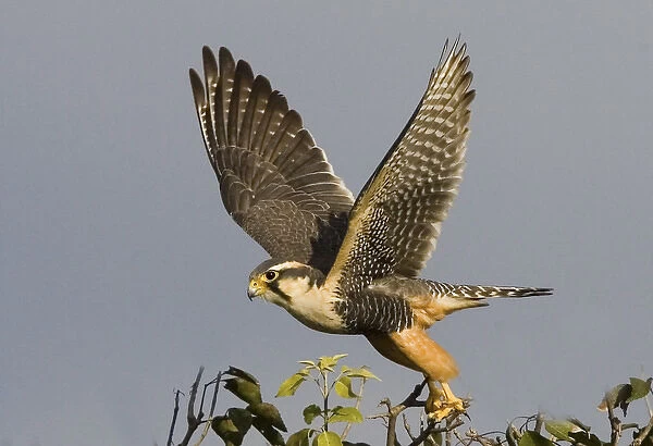 South America, Brazil, Pantanal. American kestral bird takes flight. Credit as: Joanne