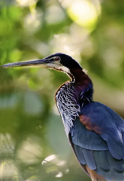 Framed Print : South America, Brazil, Pantanal. Profile of agami heron. Credit as: Joanne Williams Framed Print : South America, Brazil, Pantanal. Profile of agami heron. Credit as: Joanne Williams