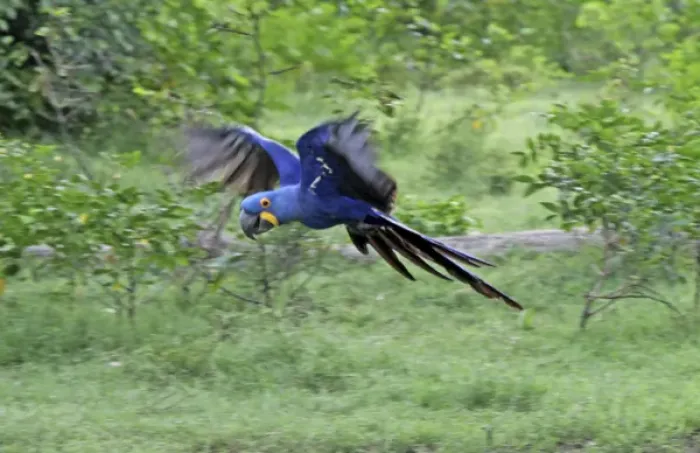 Framed Print : South America, Brazil, Pantanal. The endangered Hyacinth Macaw at home in the Pantanal