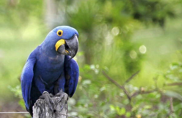 South America, Brazil, Pantanal. The endangered Hyacinth Macaw at home in the Pantanal
