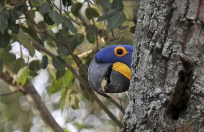 Framed Print : South America, Brazil, Pantanal. The endangered Hyacinth Macaw at home in the Pantanal