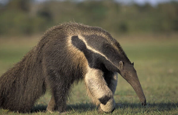 South America, Brazil, Pantanal, Nhecolandia Giant anteater (Myrmecophaga tridactyla)