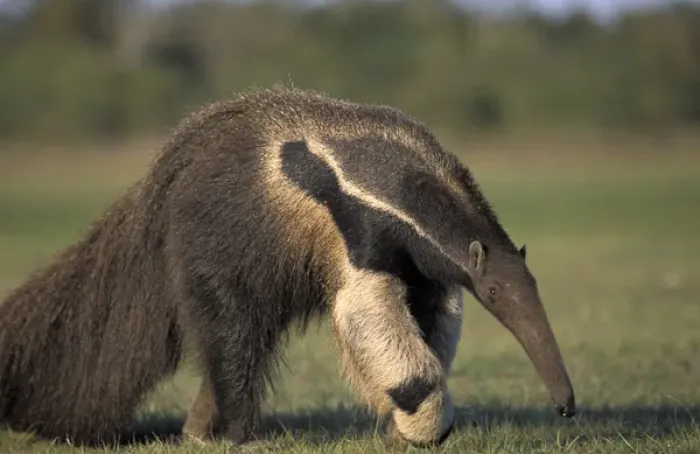 Framed Print : South America, Brazil, Pantanal, Nhecolandia Giant anteater (Myrmecophaga tridactyla)
