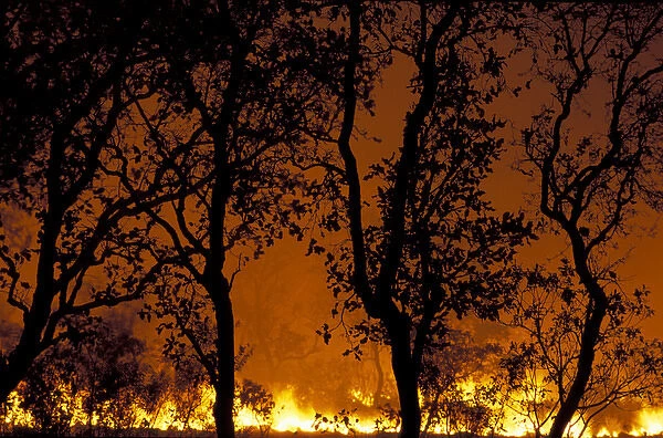 South America, Brazil, Pantanal, Fazenda Sao Jose Bush fire on farm
