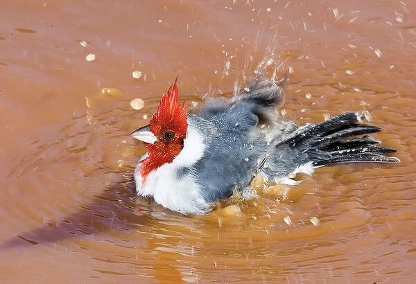 South America, Brazil, Pantanal. Red-crested cardinal taking a bath