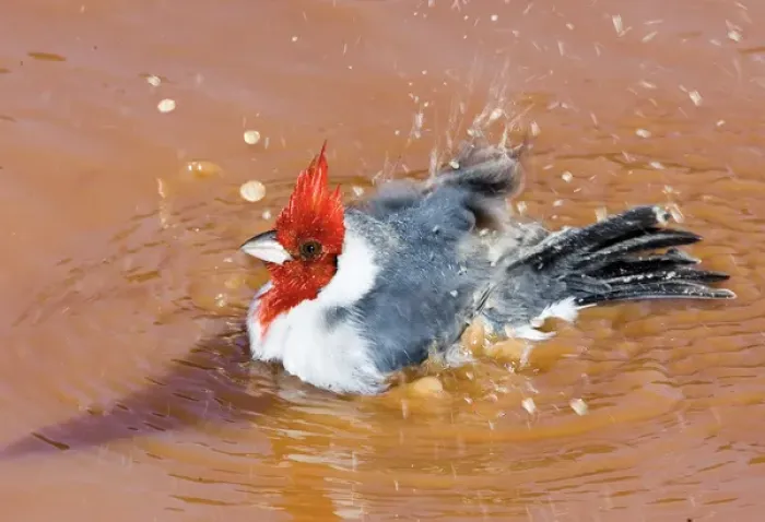 Framed Print : South America, Brazil, Pantanal. Red-crested cardinal taking a bath Framed Print : South America, Brazil, Pantanal. Red-crested cardinal taking a bath