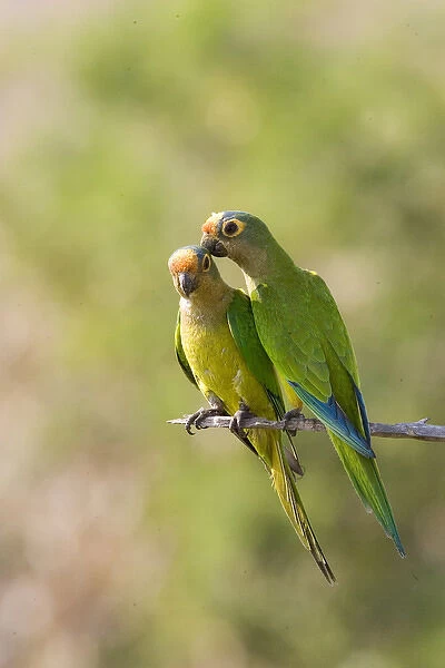 South America, Brazil, Pantanal. Two peach-fronted parakeets on limb