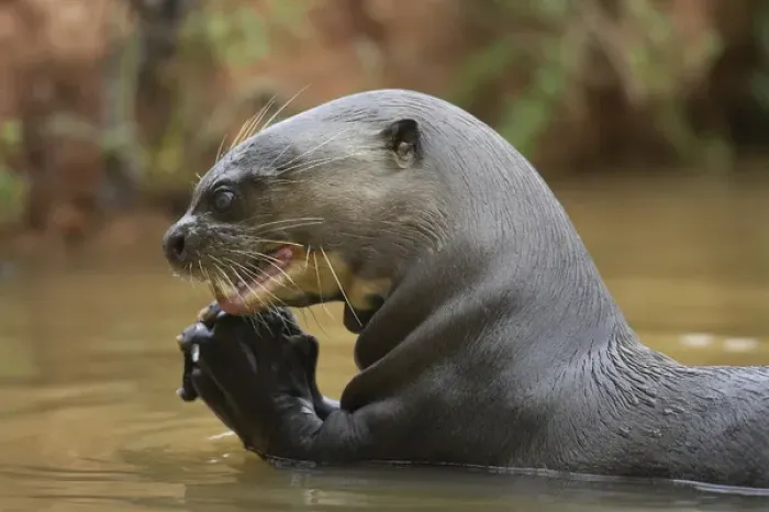 Framed Print : South America, Brazil Pantanal, Moto Grosso, Giant River Otter, Pteronura brasiliensis Framed Print : South America, Brazil Pantanal, Moto Grosso, Giant River Otter, Pteronura brasiliensis