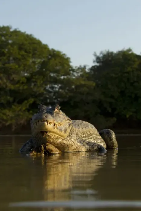 Framed Print : South America, Brazil, Pantanal, Moto Grosso, Spectacled Caiman, Caiman crocodilus