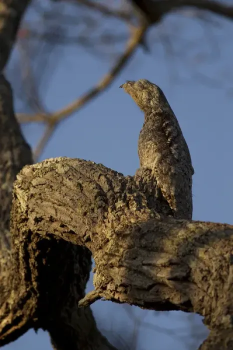 Framed Print : South America, Brazil, Pantanal, Common Potoo, Nyctibius griseus, adult roosting on tree limb