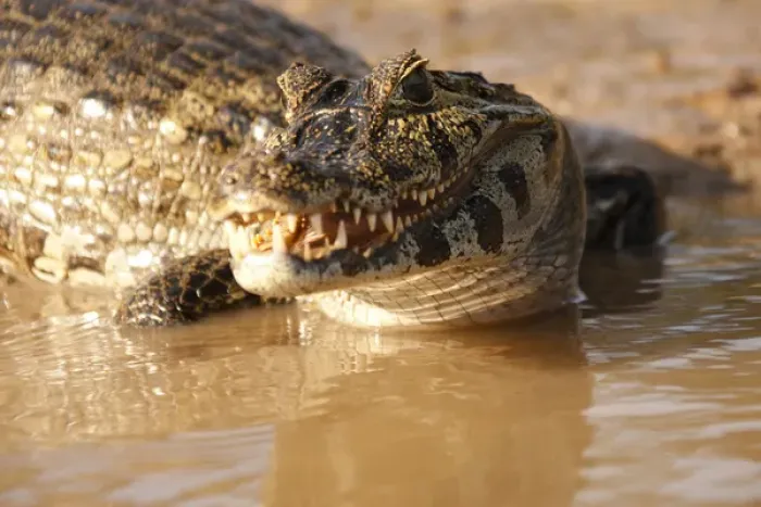 Framed Print : South America, Brazil, Pantanal, Spectacled Caiman, Caiman crocodilus, swimming in river Framed Print : South America, Brazil, Pantanal, Spectacled Caiman, Caiman crocodilus, swimming in river
