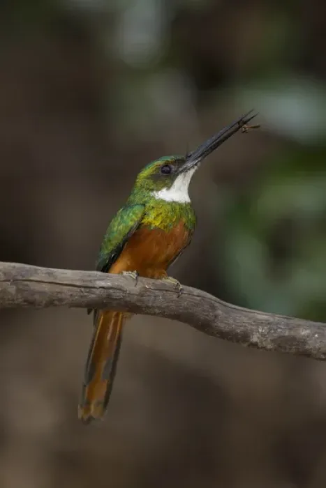 Framed Print : South America, Brazil, Pantanal, Rufous-tailed Jacamar, Galbula ruficauda, male on tree branch Framed Print : South America, Brazil, Pantanal, Rufous-tailed Jacamar, Galbula ruficauda, male on tree branch