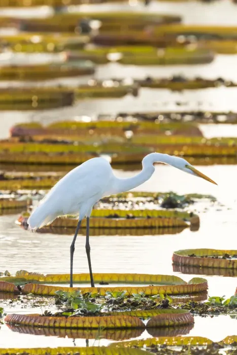 Framed Print : South America, Brazil, The Pantanal, Porto Jofre, great egret, Ardea alba, giant lily pads Framed Print : South America, Brazil, The Pantanal, Porto Jofre, great egret, Ardea alba, giant lily pads