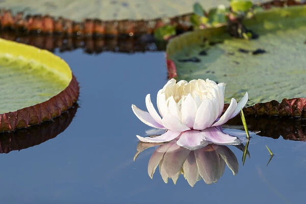 South America, Brazil, The Pantanal, flower of the giant lily pad, Victoria amazonica
