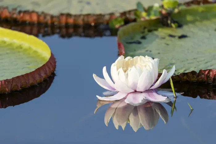 Framed Print : South America, Brazil, The Pantanal, flower of the giant lily pad, Victoria amazonica Framed Print : South America, Brazil, The Pantanal, flower of the giant lily pad, Victoria amazonica