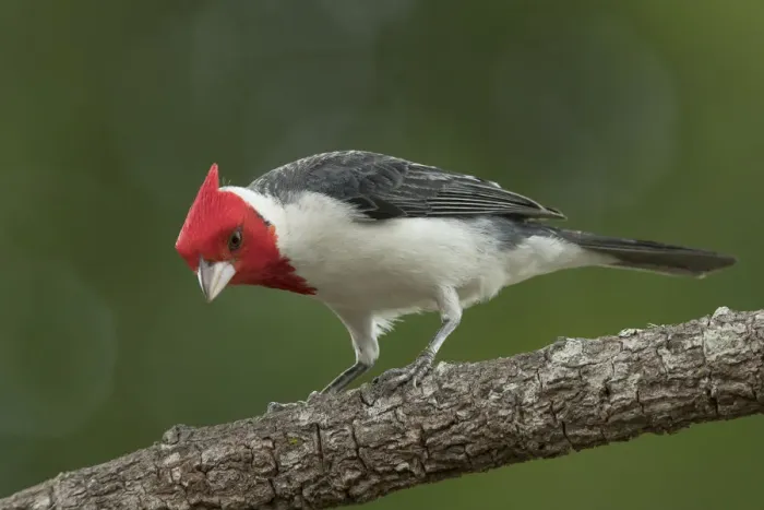 Framed Print : South America, Brazil, Pantanal. Red-crested cardinal on tree Framed Print : South America, Brazil, Pantanal. Red-crested cardinal on tree