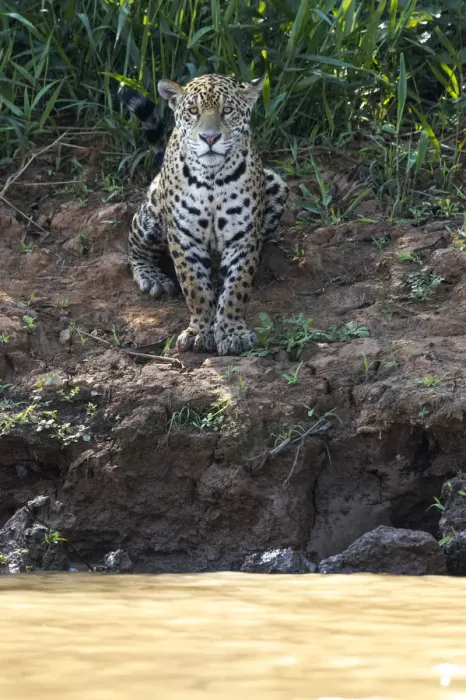 Framed Print : South America, Brazil, The Pantanal, Rio Cuiaba, jaguar, Panthera onca