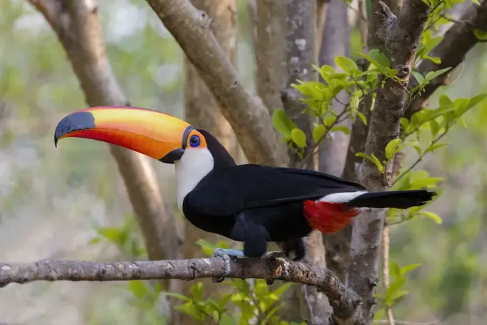 Framed Print : South America, Brazil, The Pantanal, toco toucan, Ramphastos toco
