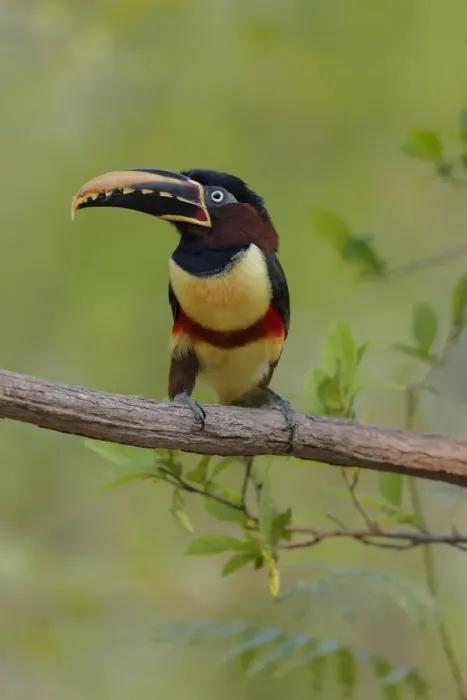 Framed Print : South America, Brazil, The Pantanal, chestnut-eared aracari, Pteroglossus castanotis Framed Print : South America, Brazil, The Pantanal, chestnut-eared aracari, Pteroglossus castanotis