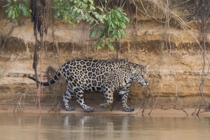 Framed Print : South America, Brazil, The Pantanal, Rio Cuiaba, jaguar, Panthera onca Framed Print : South America, Brazil, The Pantanal, Rio Cuiaba, jaguar, Panthera onca