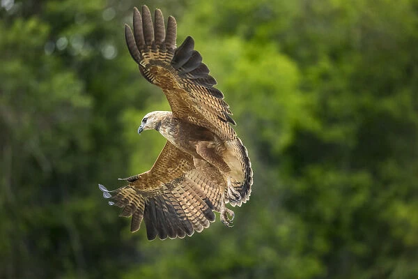South America, Brazil, Pantanal. Black-collared hawk flying