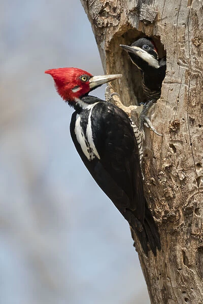 South America, Brazil, The Pantanal, crimson-crested woodpecker, Campephilus melanoleucus