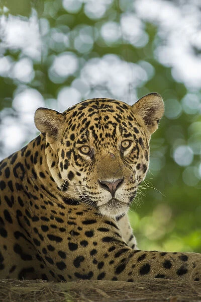 South America, Brazil, Pantanal. Portrait of wild resting jaguar