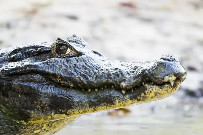 Framed Print : South America, Brazil, The Pantanal, Rio Cuiaba, black caiman, Caiman niger