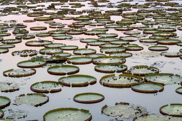 Framed Print : South America, Brazil, The Pantanal, giant lily pad, Victoria amazonica Framed Print : South America, Brazil, The Pantanal, giant lily pad, Victoria amazonica