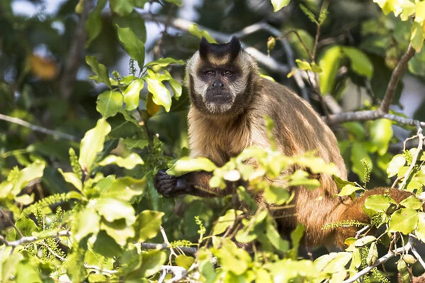 South America, Brazil, The Pantanal, brown Capuchin monkey, Cebus apella