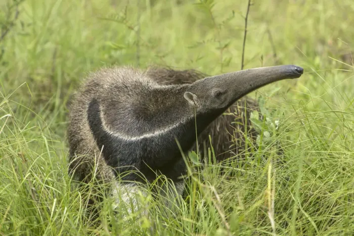 Framed Print : South America, Brazil, Pantanal. Giant anteater igrass