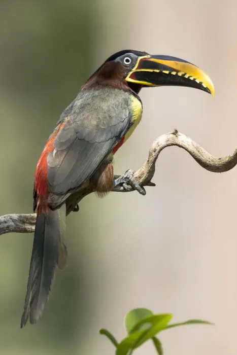 Framed Print : South America, Brazil, The Pantanal, chestnut-eared aracari, Pteroglossus castanotis Framed Print : South America, Brazil, The Pantanal, chestnut-eared aracari, Pteroglossus castanotis