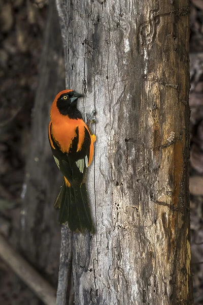 South America, Brazil, Pantanal. Orange-backed troupial on tree