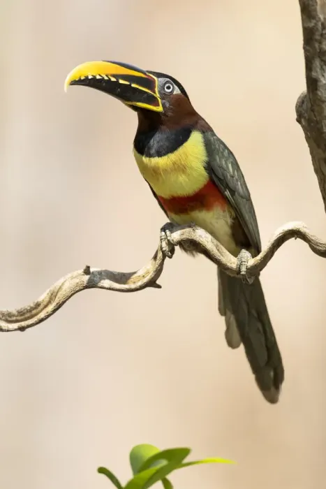 Framed Print : South America, Brazil, The Pantanal, chestnut-eared aracari, Pteroglossus castanotis