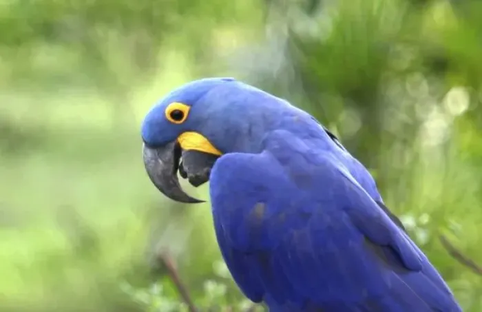 Framed Print : South America, Brazil, Pantanal. The endangered Hyacinth Macaw at home in the Pantanal Framed Print : South America, Brazil, Pantanal. The endangered Hyacinth Macaw at home in the Pantanal