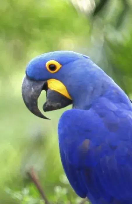 Framed Print : South America, Brazil, Pantanal. The endangered Hyacinth Macaw at home in the Pantanal Framed Print : South America, Brazil, Pantanal. The endangered Hyacinth Macaw at home in the Pantanal